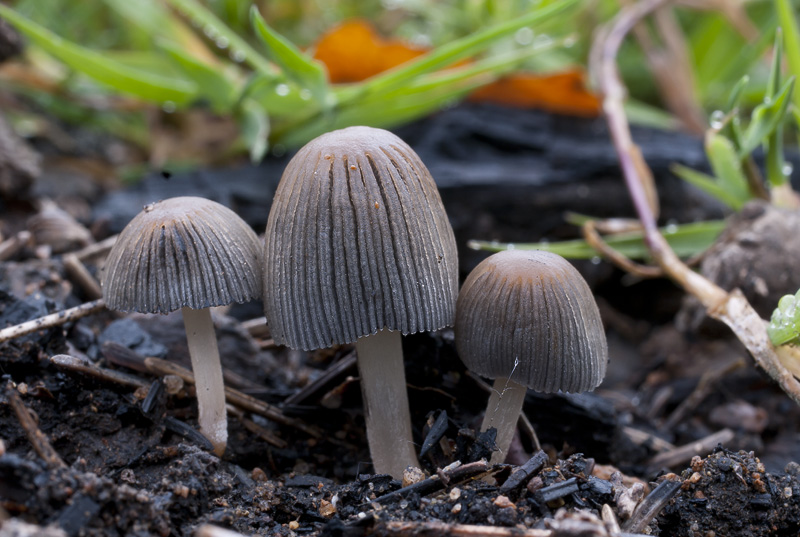 Coprinellus angulatus